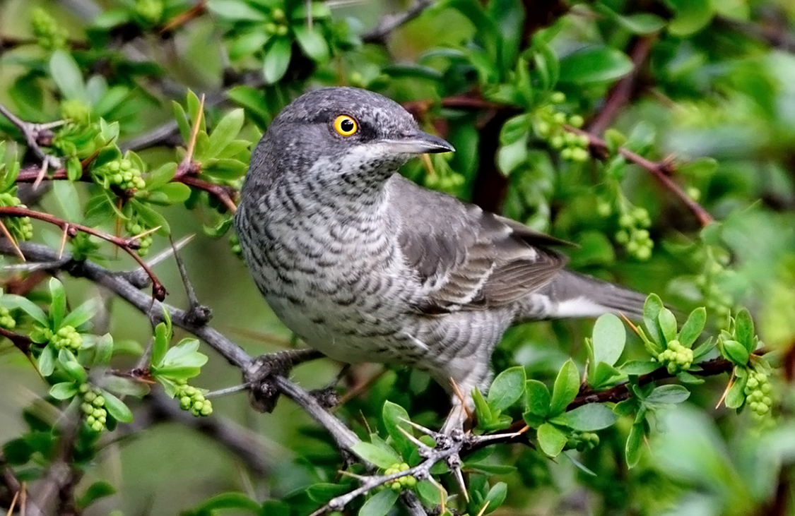 Barred Warbler
