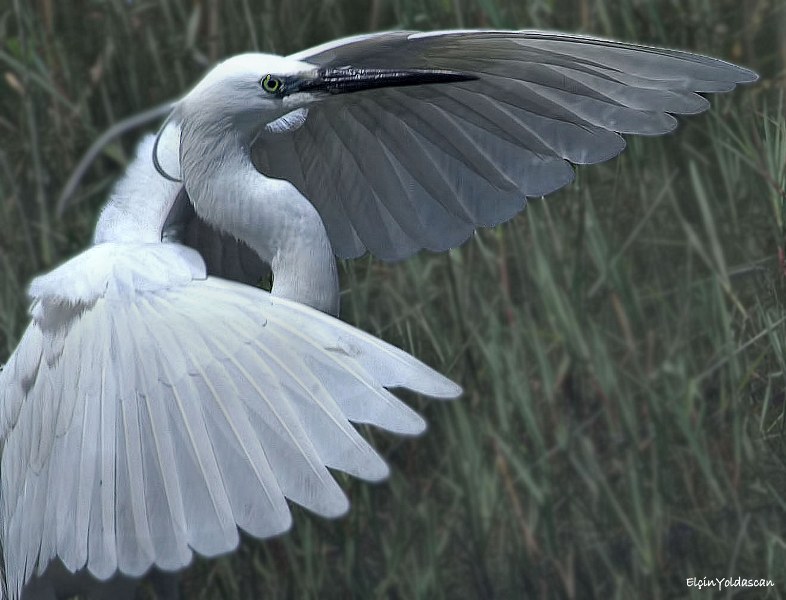 Little Egret