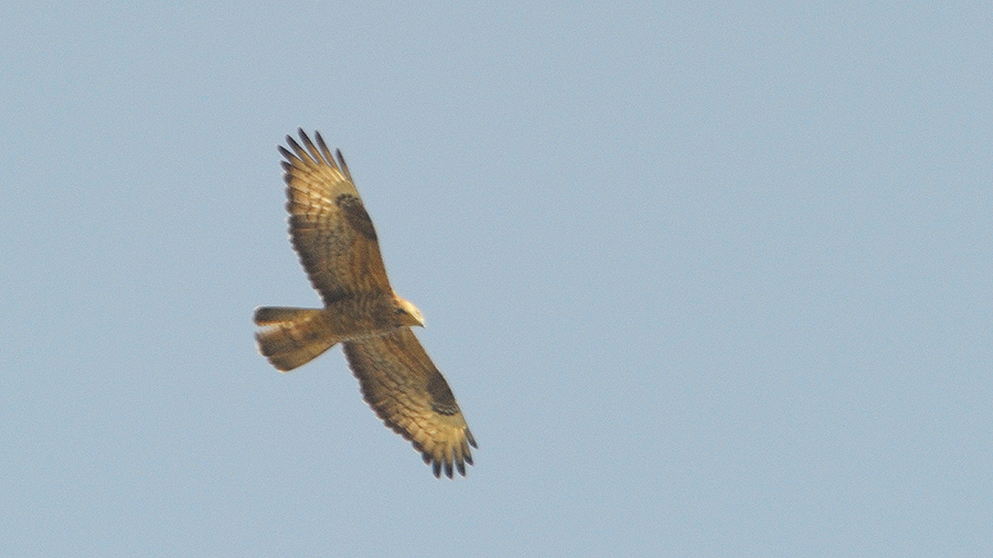 European Honey Buzzard