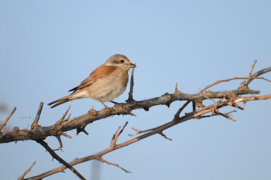 Red-backed Shrike