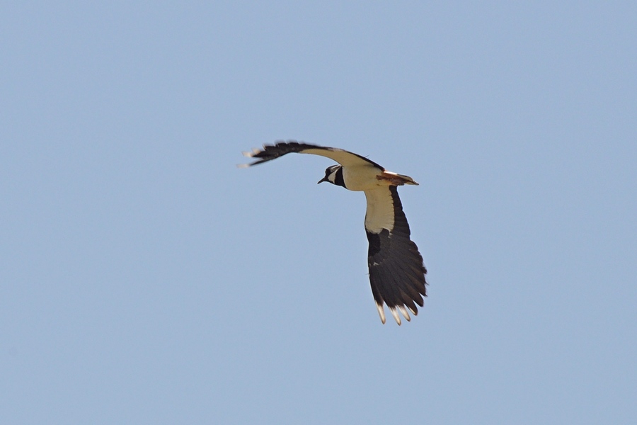 Northern Lapwing