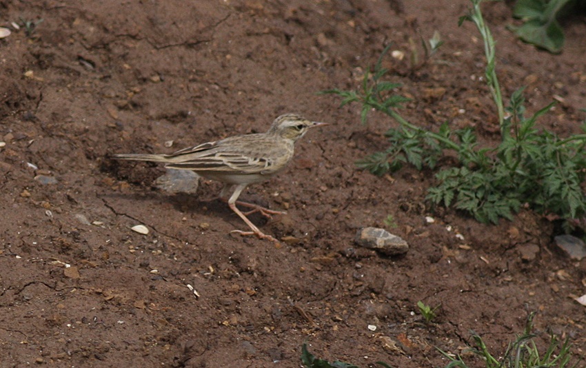 Tawny Pipit