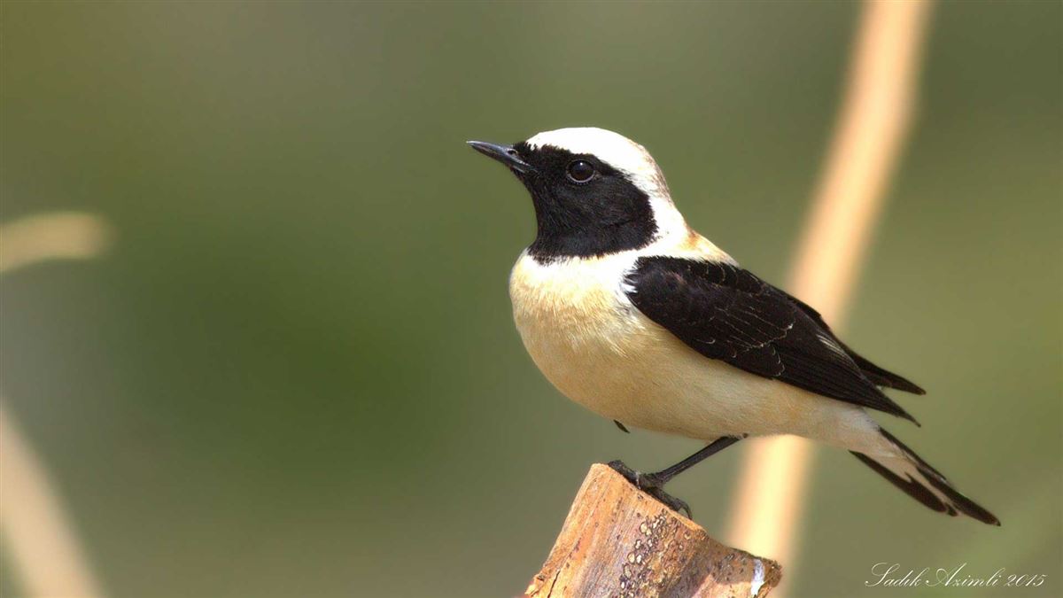 Black-eared Wheatear