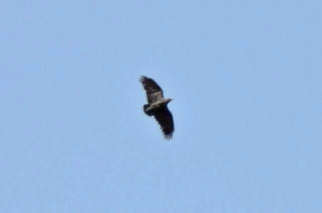 Fan-tailed Raven