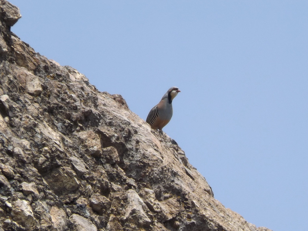 Chukar Partridge