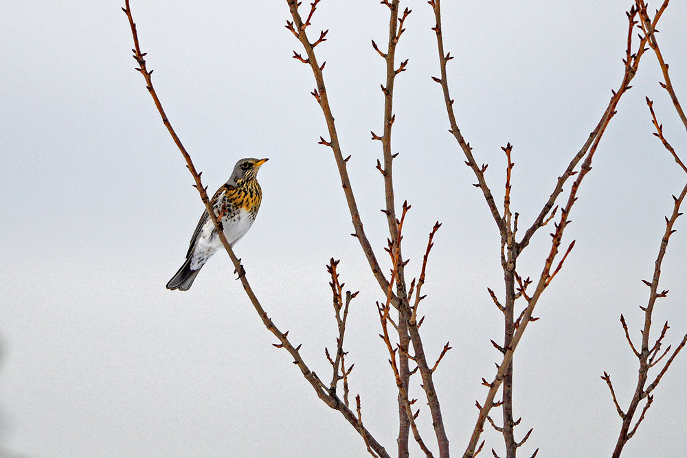 Fieldfare