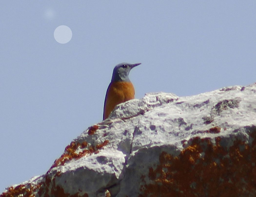 Common Rock Thrush