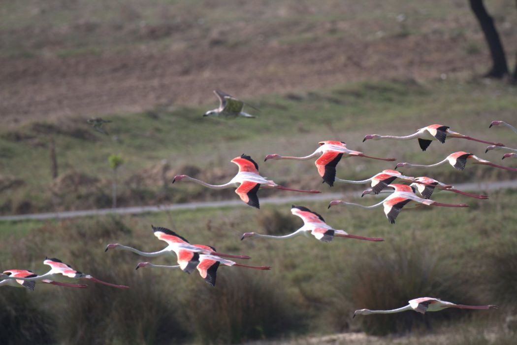 Greater Flamingo