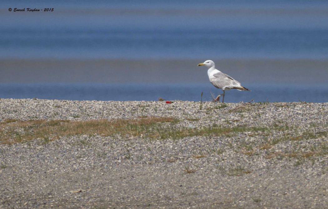 Caspian Gull