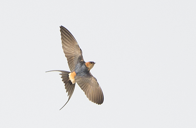 European Red-rumped Swallow