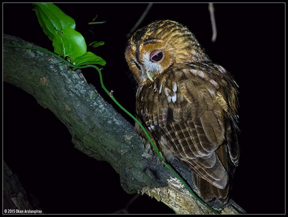 Tawny Owl