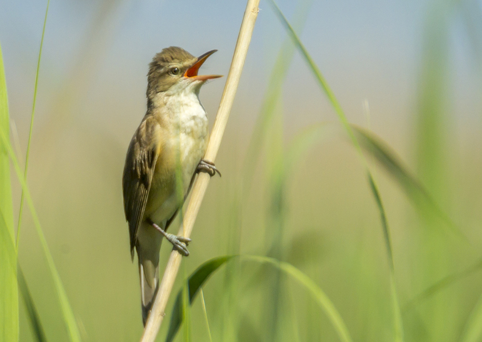Great Reed Warbler