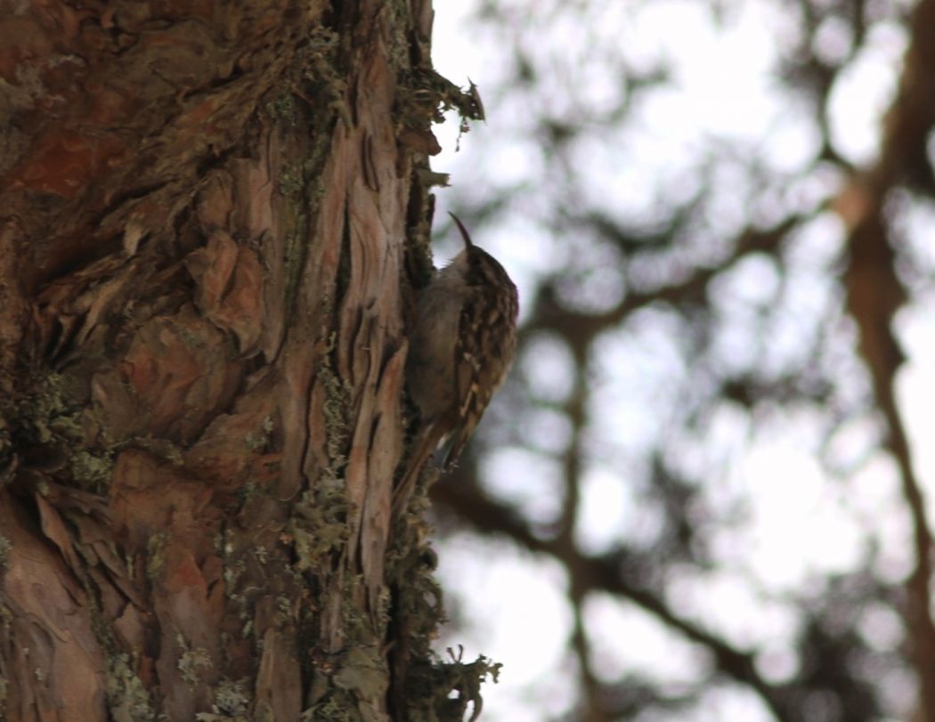 Short-toed Treecreeper
