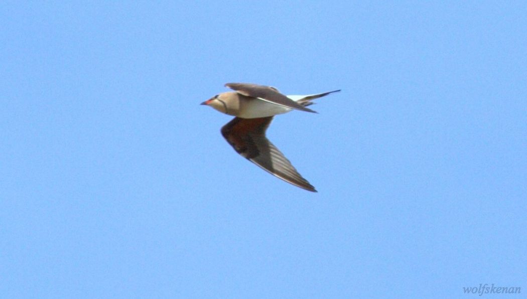 Collared Pratincole