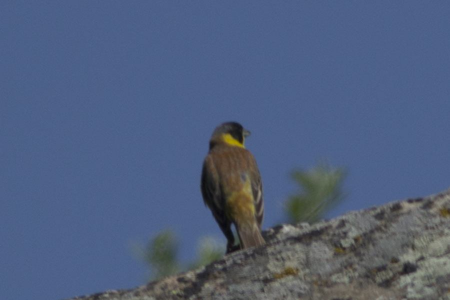 Black-headed Bunting
