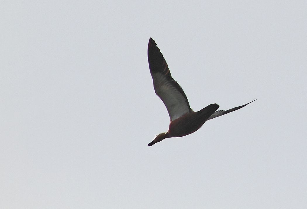 Ruddy Shelduck