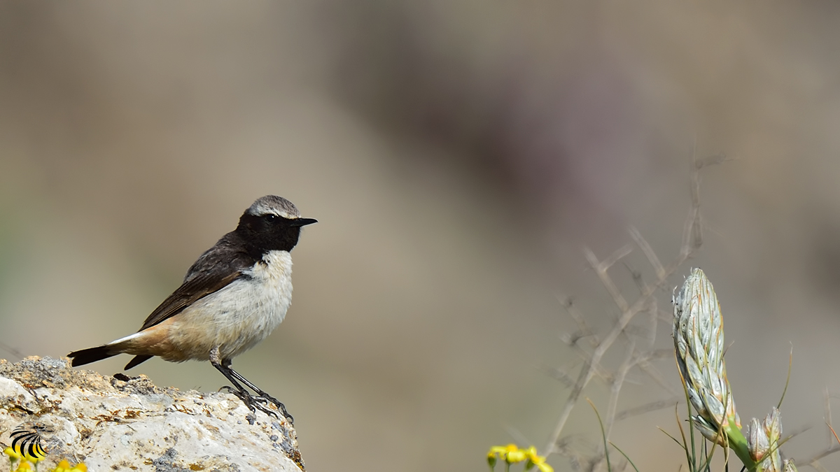 Red-tailed Wheatear