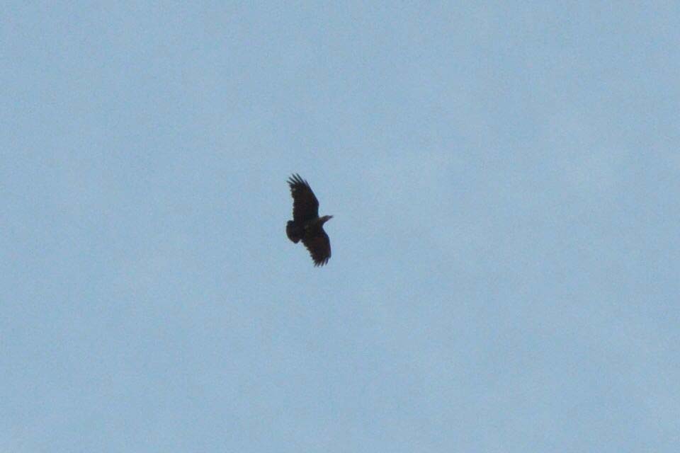Fan-tailed Raven