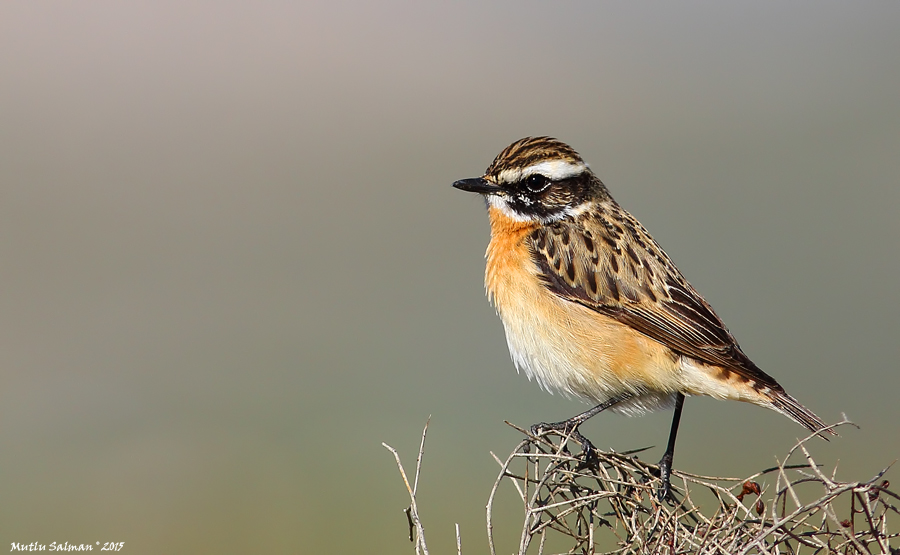 Whinchat