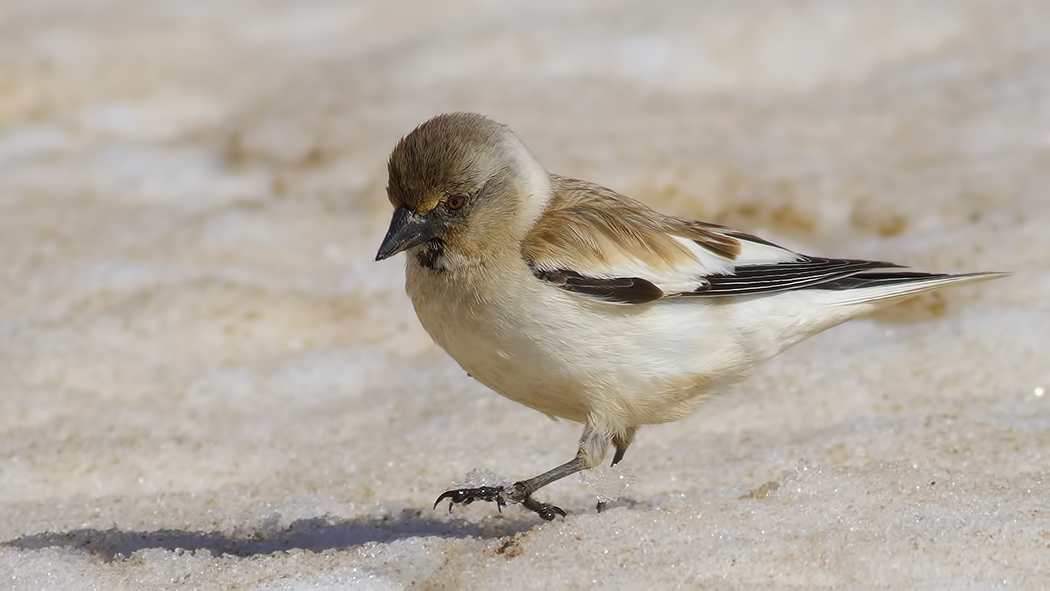 White-winged Snowfinch