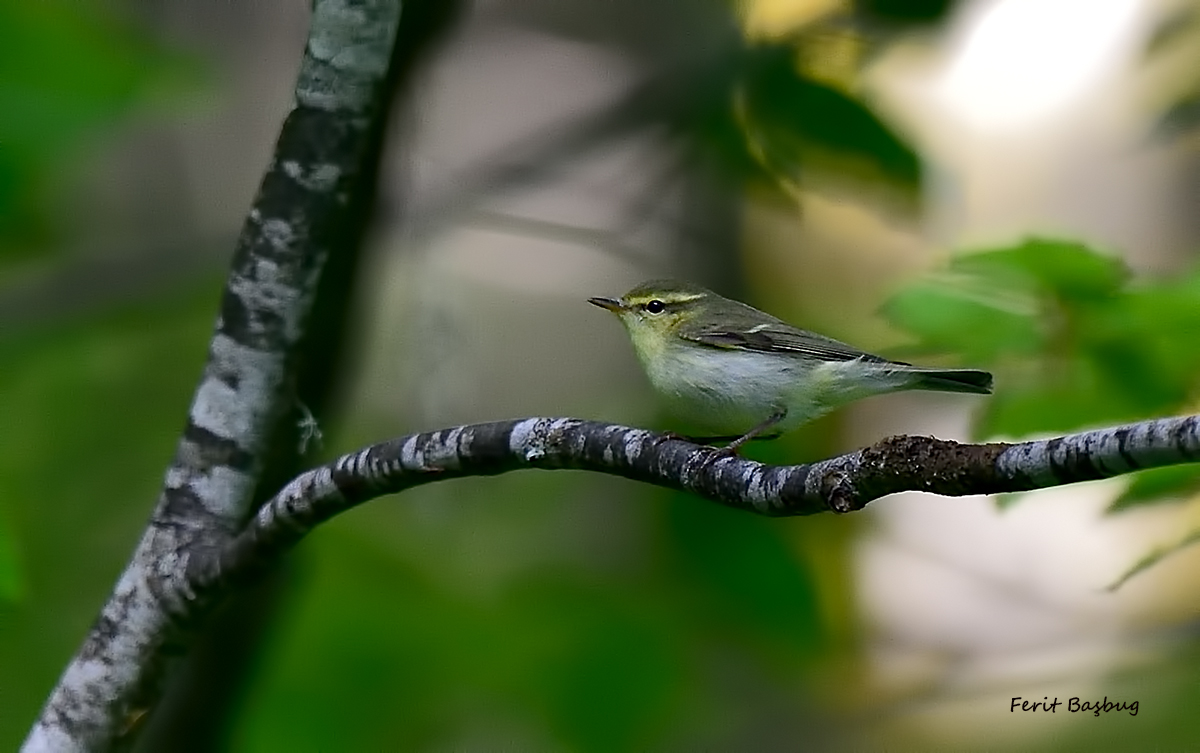 Green Warbler