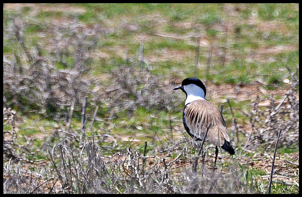 Spur-winged Lapwing