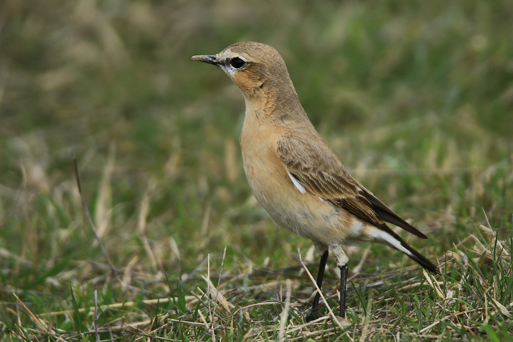 Isabelline Wheatear