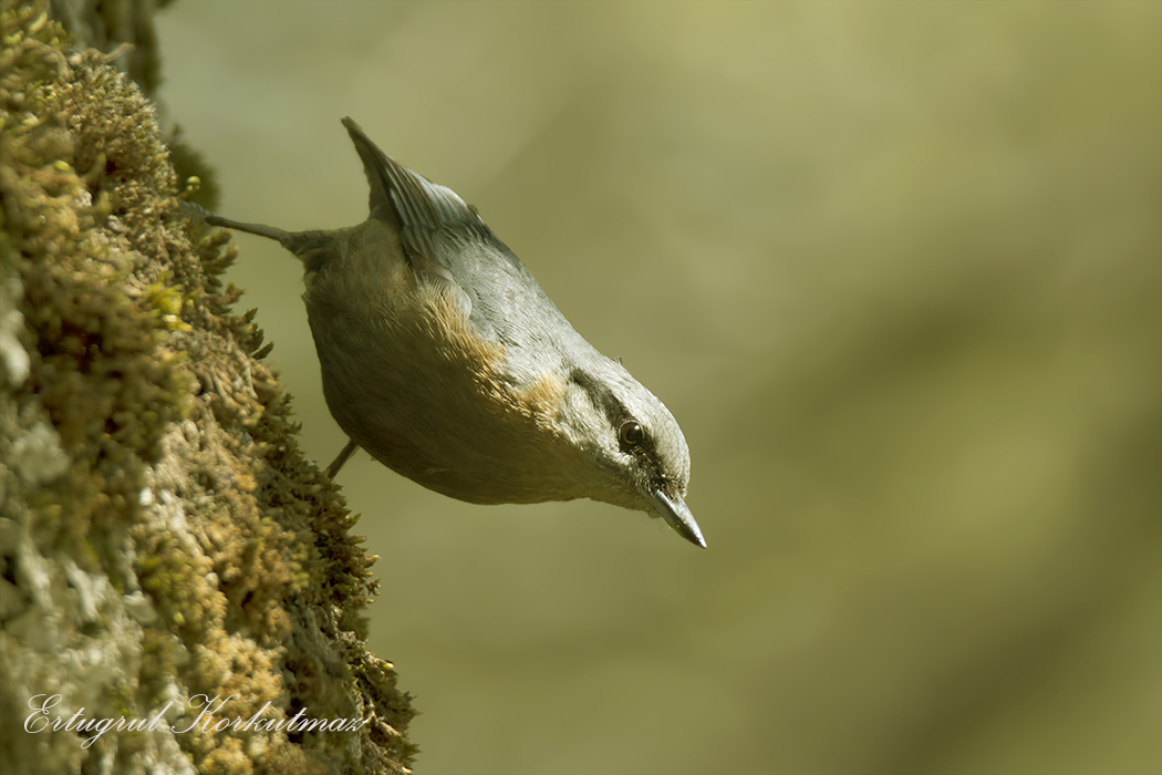 Eurasian Nuthatch