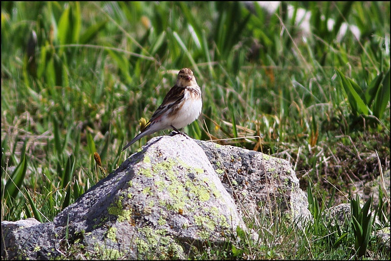 Twite