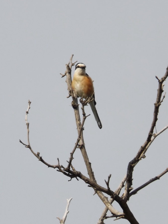 Masked Shrike