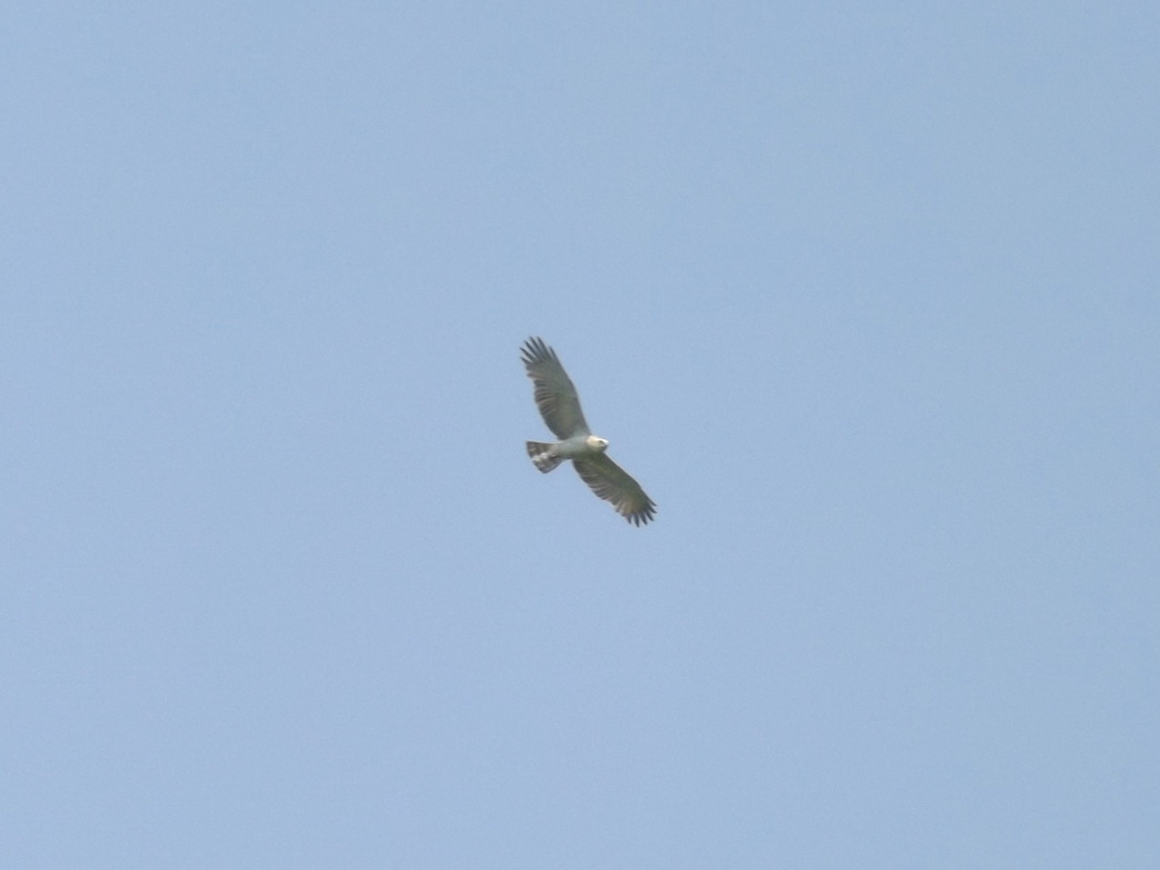 Short-toed Snake Eagle