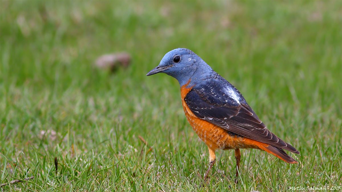 Common Rock Thrush