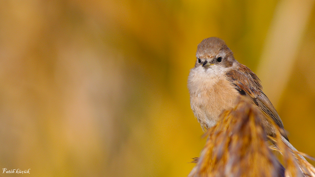 Eurasian Penduline Tit