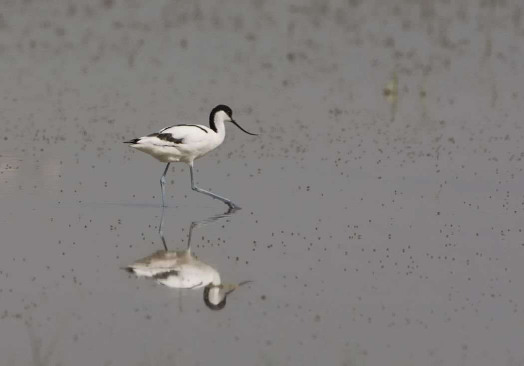 Pied Avocet