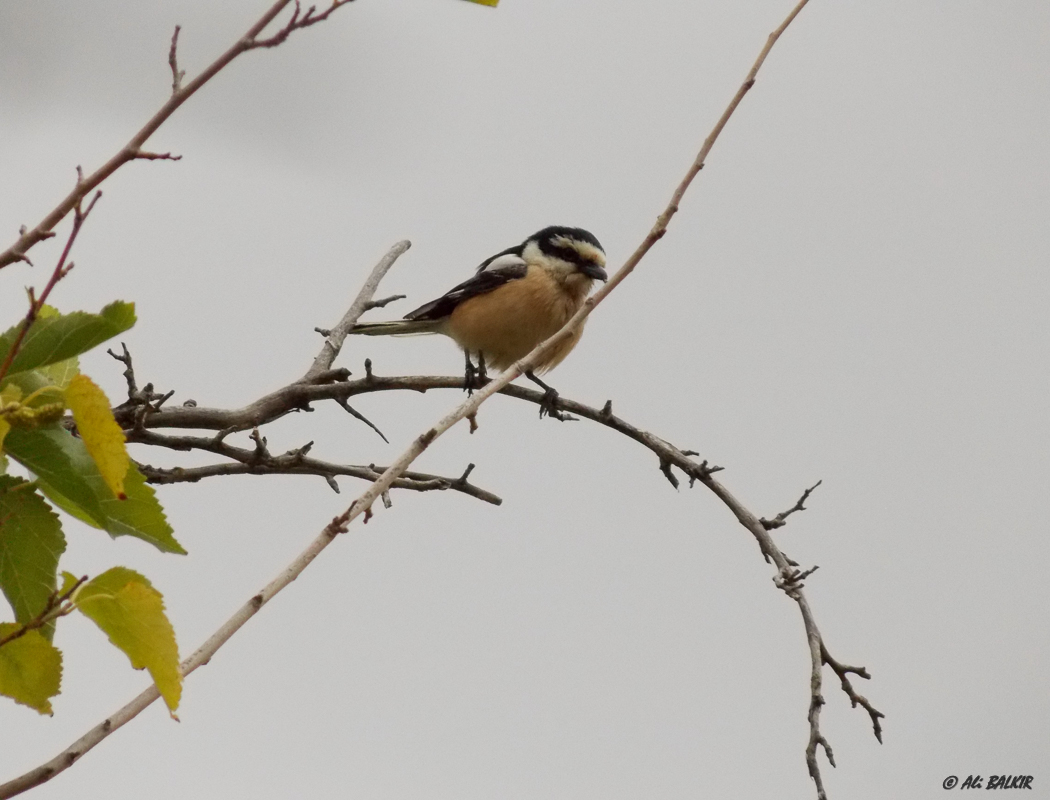 Masked Shrike
