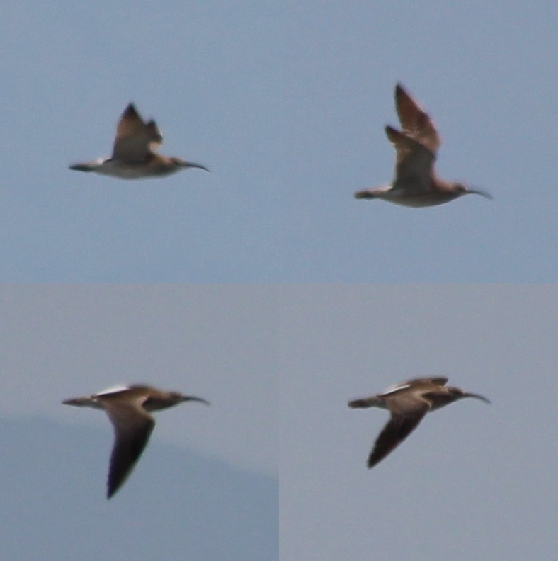 Eurasian Whimbrel