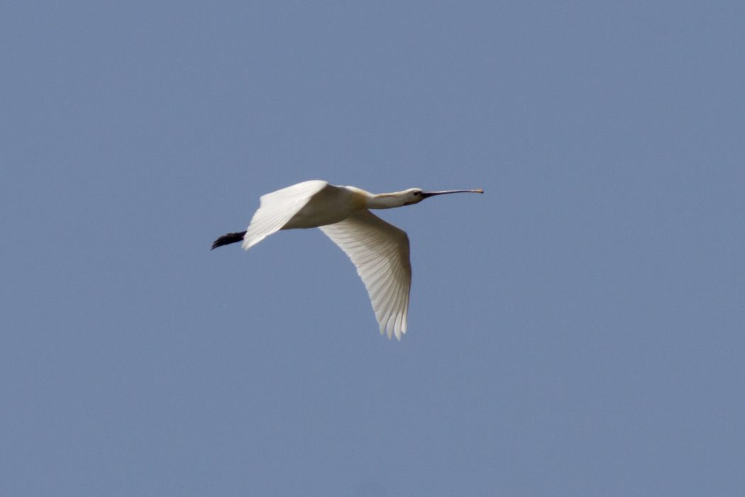 Eurasian Spoonbill