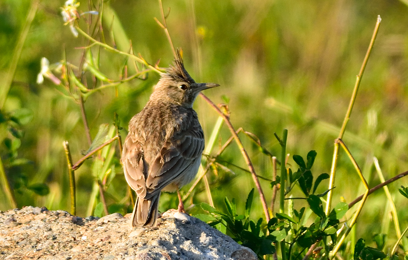 Crested Lark