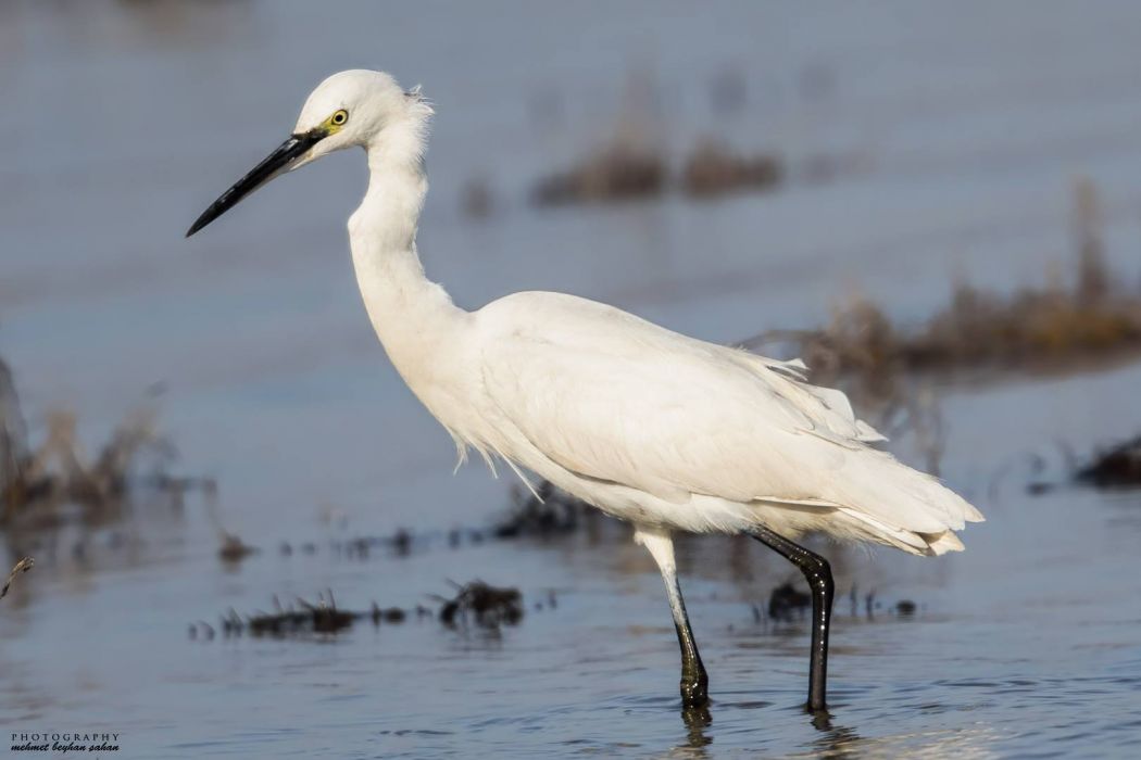 Little Egret