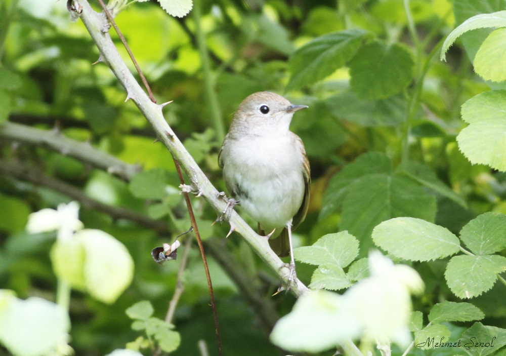 Common Nightingale
