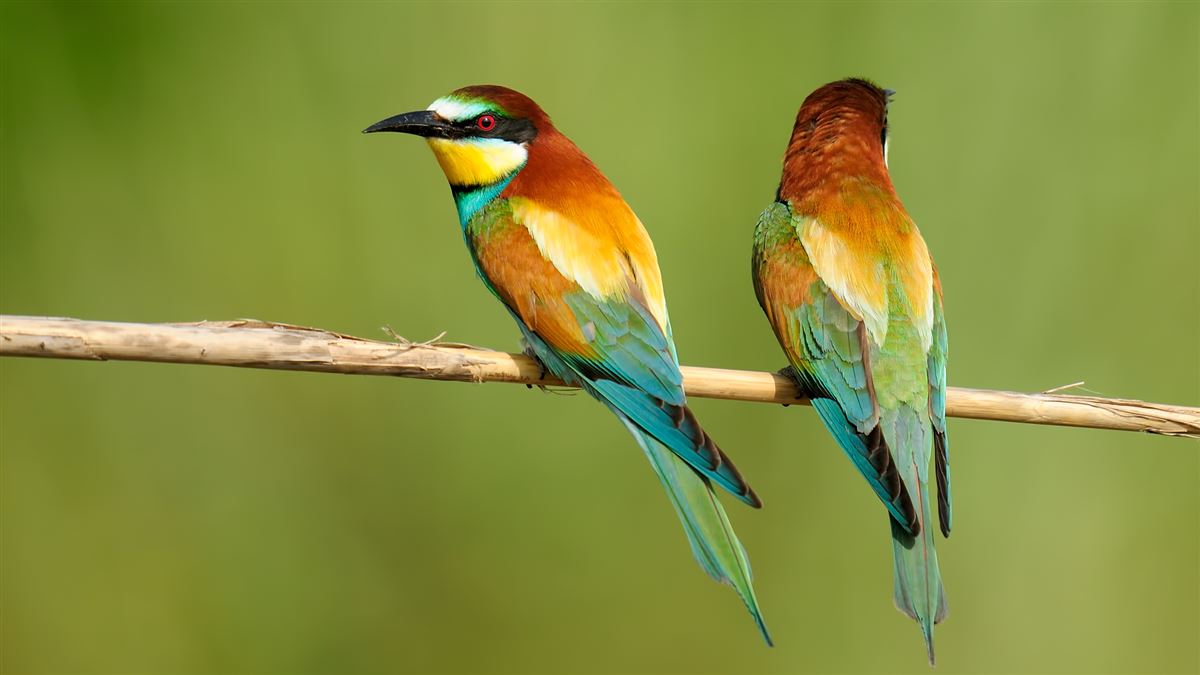 European Bee-eater