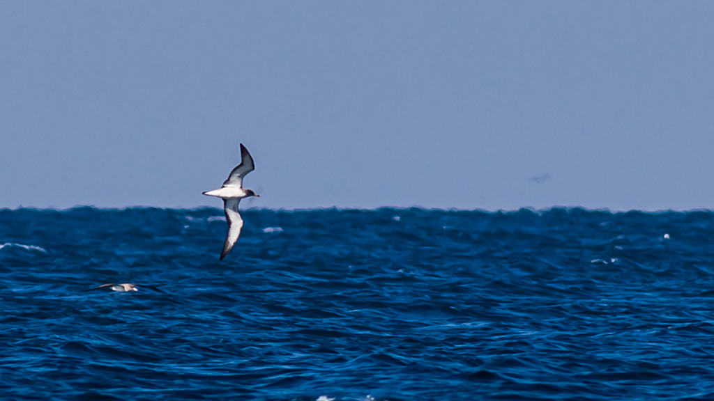 Scopoli`s Shearwater