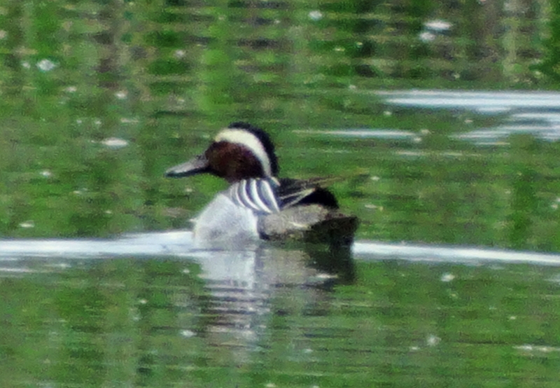 Garganey