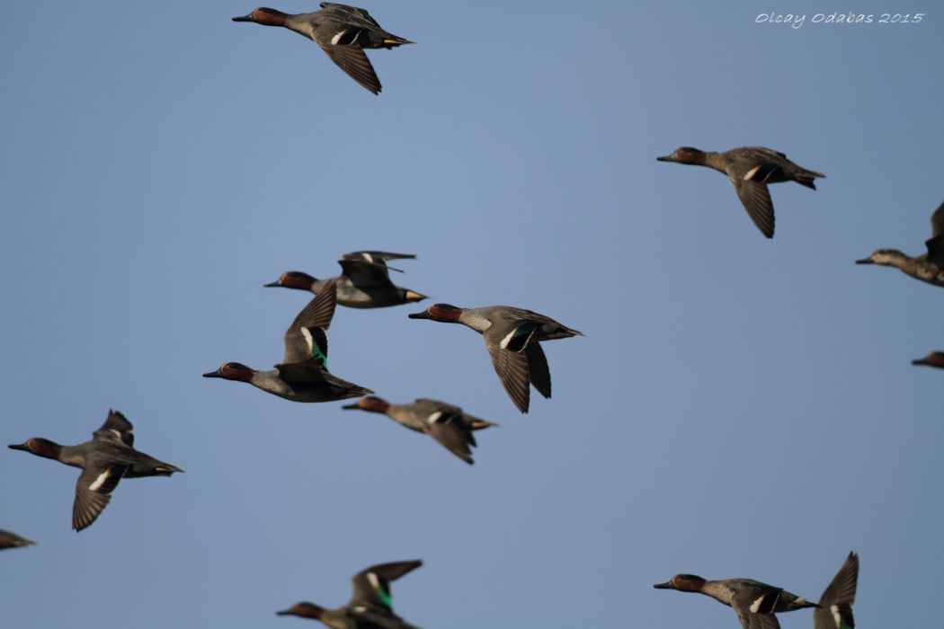 Eurasian Teal