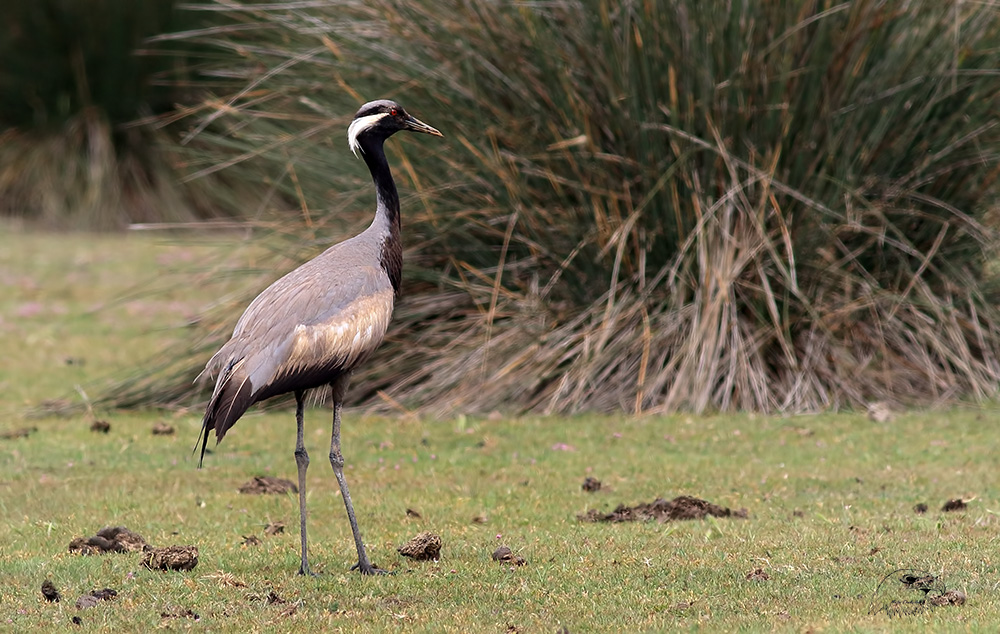 Demoiselle Crane