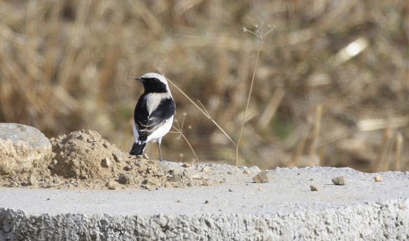 Finsch`s Wheatear