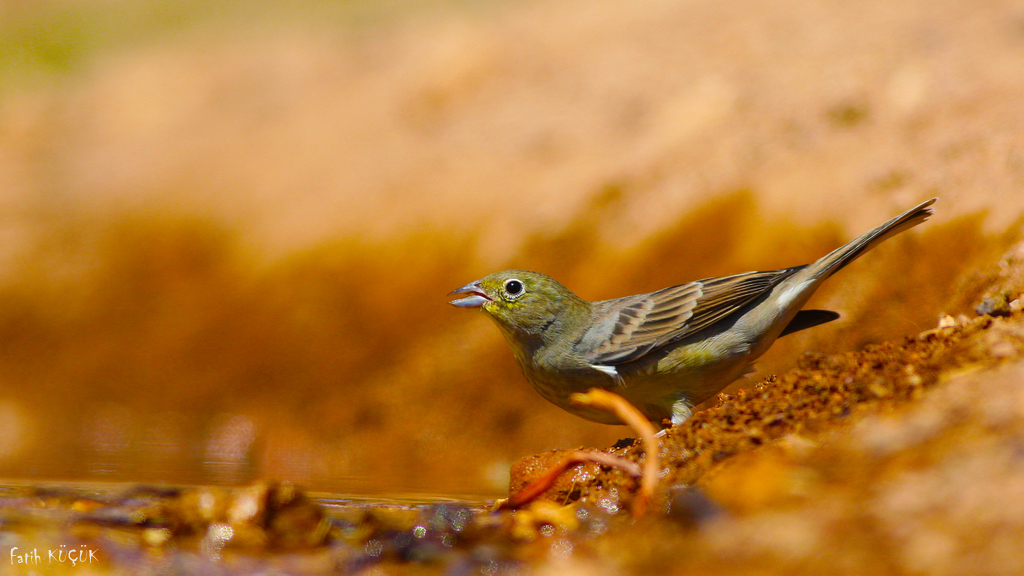Cinereous Bunting