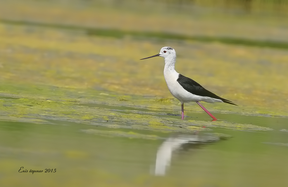 Black-winged Stilt