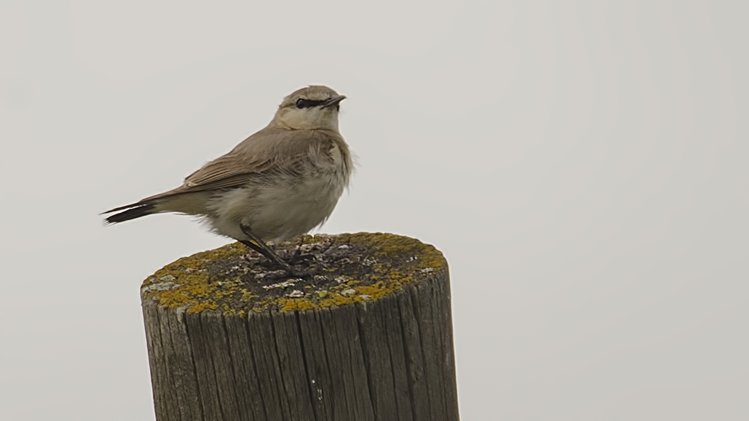 Isabelline Wheatear