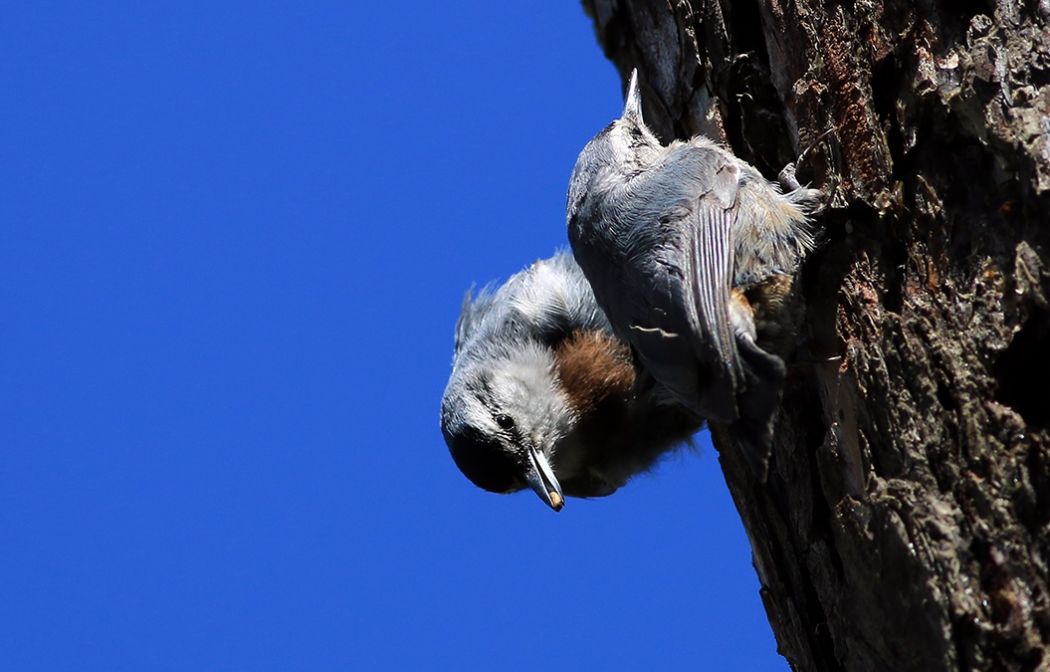 Krüper`s Nuthatch